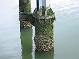 Fouling auf maritimen Oberflächen.