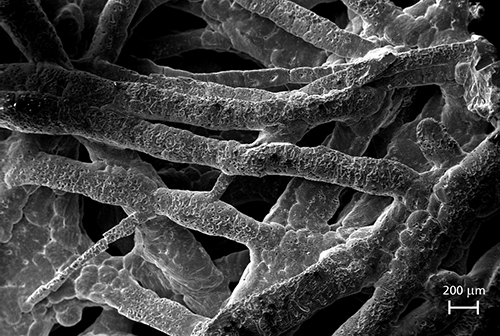Magnesium-Fasern in einer REM-Aufnahme