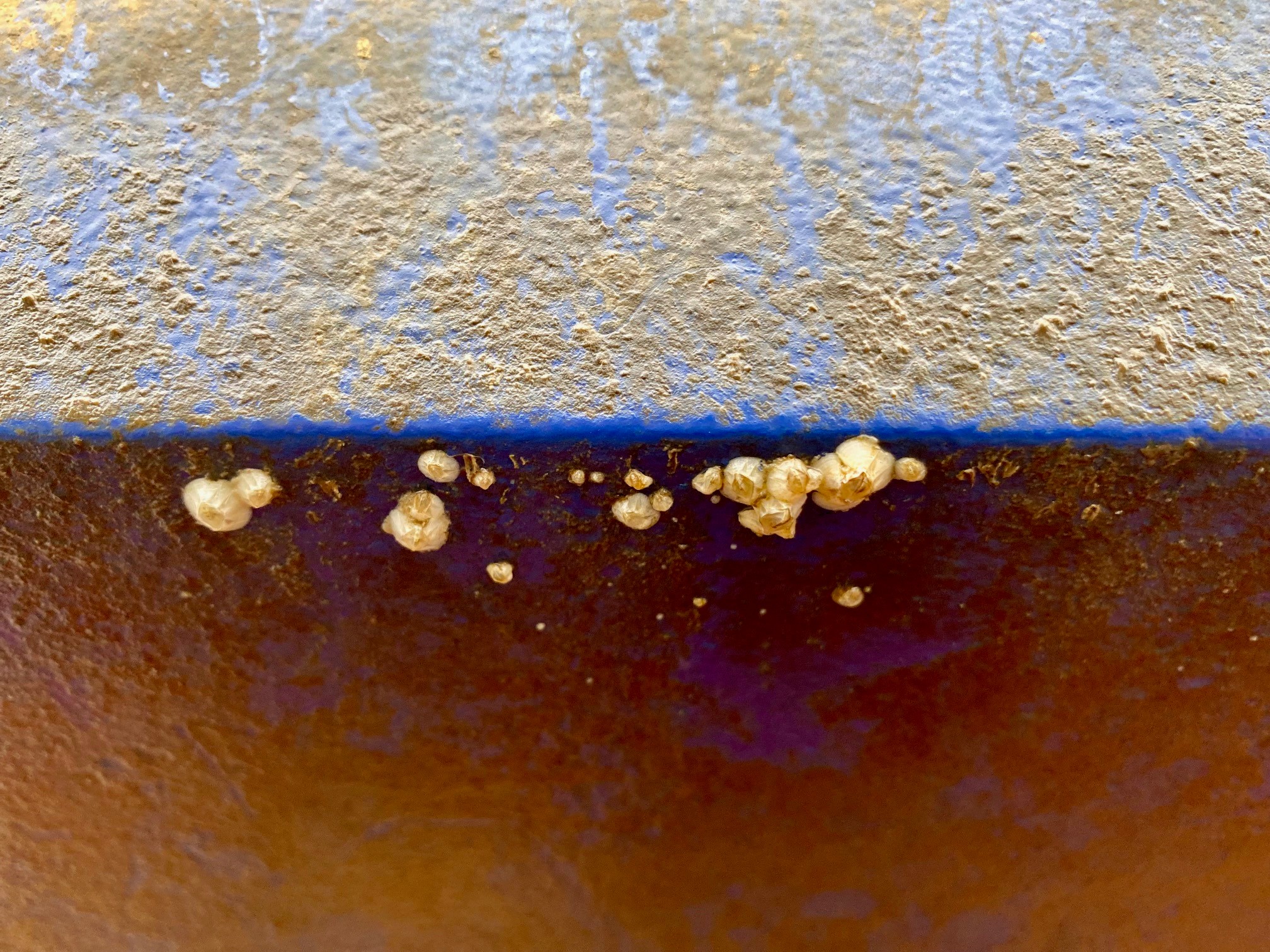 Ship's hull biofouling Ship's hull biofouling