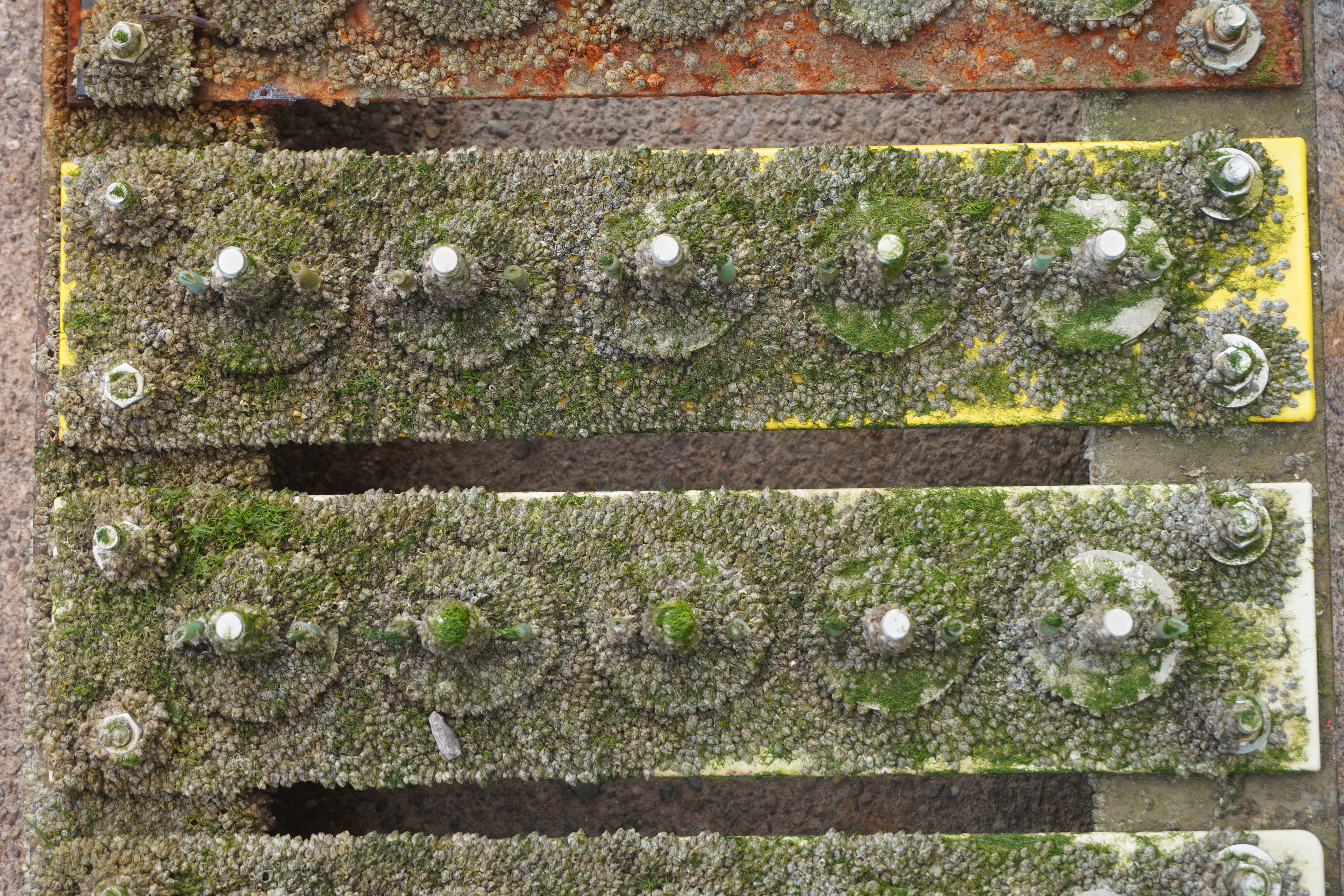 12 free-weathered holder systems on a coating. 12 free-weathered holder systems on a coating.
