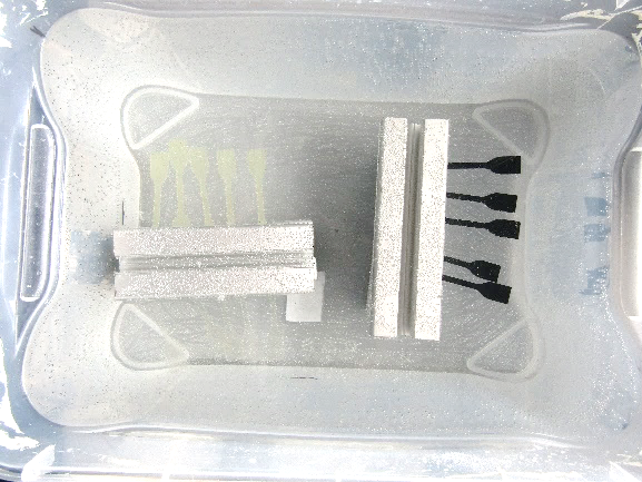 Aged bone samples in salt water. Aged bone samples in salt water.