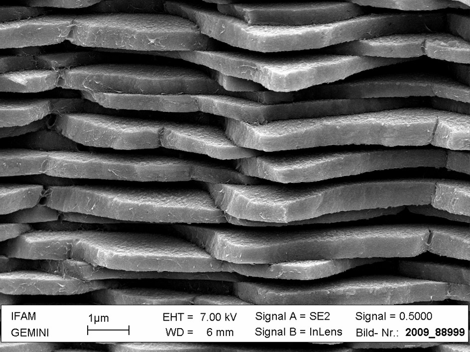 REM-Aufnahme von Perlmutt, biomimetisches Vorbild für Verbundwerkstoffe 